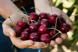 水果界的4对“双胞胎”，只要换个名字，身价就翻倍，你吃过几种图片