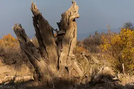 全禧和他的儿子（第四、五章 持续更新中...）图片