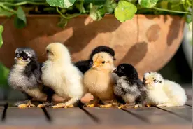 当下的农村，一万元以内可以启动的养殖项目，有哪些可以赚大钱？图片