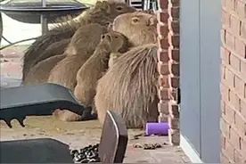 泛滥成灾！大批水豚入侵阿根廷首都咬伤宠物，美洲人把它当猪肉吃图片