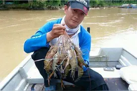 湄公河大虾多到泛滥，平均重达一斤，为何中国吃货却不敢吃图片