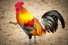 “看丧鸡”是什么丧事讲究？你们家乡是怎样的操作？图片