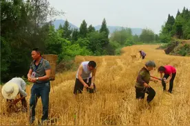 “拾麦穗”真实与否不是主要的图片