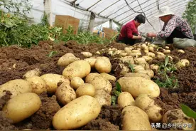 王大爷今年种的土豆亩产上万斤，年年用这五个方法，值得参考图片
