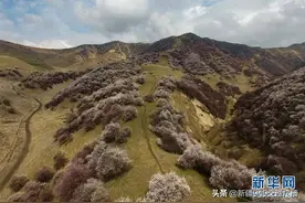 四月的新疆，美得刚刚好图片