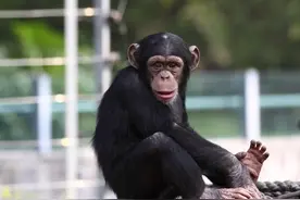 动物的“治病”行为，它们甚至知道吃什么能缓解什么症状图片