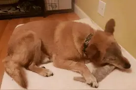 猫狗8年相依为命，狗因失明被主人抛弃，猫咪却因念旧情跟了出来图片