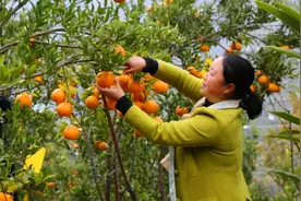 云南昭通：生态移民搬迁 让群众安心搬出大山图片