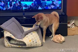给柴犬买了一个狗窝，几分钟后笑翻：不是这样用的啊图片