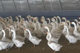 1只公鹅“伺候”5只母鹅，“一夫多妻”让两万多只白鹅其乐融融图片