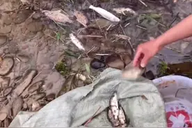 江西九江，有人拍到大群鳜鱼搁浅水电站下石头滩，任人随手捡图片