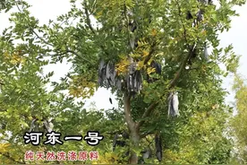 「品鉴」‘河东1号’皂荚：用途多样、经济价值高图片