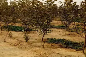 果树秋栽好处多、注意事项都在这里，记得收藏图片