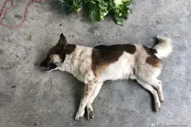 偷狗贼使用的毒药有多毒？偷狗时毒针误扎自己，几分钟后毒发身亡图片