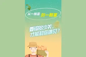 从一株苗到一颗薯：要闯多少关，才能和你遇见？图片