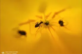 凑数还是刚需？长焦微距镜头真的值得推广吗？图片