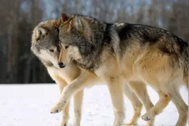 狗狗“屁股对屁股”闭锁式交配，会不会存在危险，专家：独有特点图片