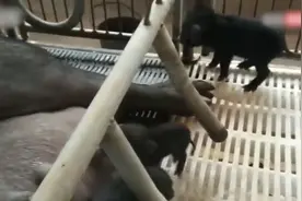 首批克隆猪诞生 非编辑体细胞克隆猪可以放心食用