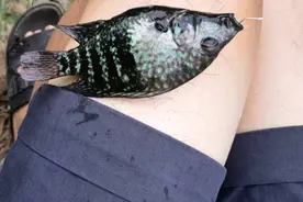 深圳香蜜湖出现许多新鱼种，钓鱼人：花花绿绿的不敢吃图片