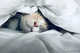 100款床上用品测试：南极人、红蜻蜓、花花公子、俞兆林等耐用性能较差图片