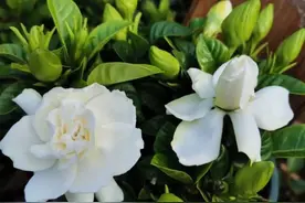 栀子花不适合家庭养？是你被“坑”了，它很好养，掌握技巧即可图片