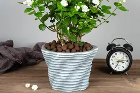 冬天养茉莉？“心狠手辣”就对了，统统掐光光，来年爆满花图片