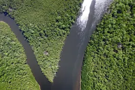人类禁区？亚马逊雨林里面到底有什么，为何如此恐怖？图片