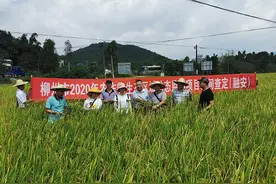 柳州市农业农村局在融安县大良镇和南村开展水稻动态监测项目查定及早稻测产工作图片