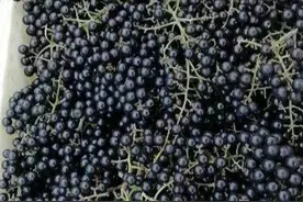 毛葡萄也叫野葡萄，它是一种怎样的植物？图片