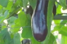 华中农业大学叶志彪教授培育出长在树上的茄子：一次种多年收图片