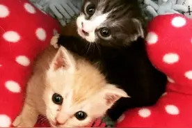 橘猫出生就失去两条后腿，它竟发明出“奇特走姿”，跑得比谁都快图片