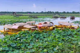 花期到九月！安徽淮南最大赏荷地，千亩荷花盛放，还有几十种鸟类图片