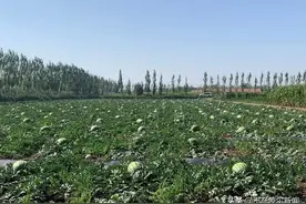 巴彦淖尔一村庄现巨型西瓜！重达100斤！马上上市图片