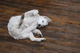 狗狗为什么追着尾巴咬？别觉得好笑，这是狗狗有几件事想告诉你图片