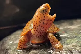 那些养龟的干货硬核知识，你都错过了多少？图片