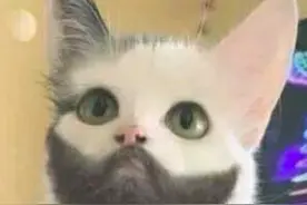 猫咪黑下巴，伦家只是长了粉刺图片