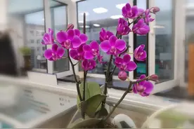 铭记，高三的最后时光——东北师大附中考前学生在校学习剪影图片