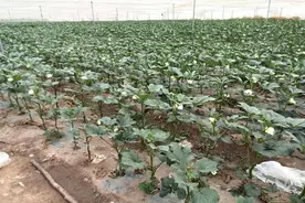 曾被大肆宣传，农民跟风种植，如今价格创7年新低，凉了图片