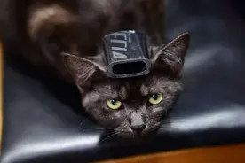 航母上有几千个舱室，一旦藏了老鼠怎么办？美军养猫中国有土办法图片