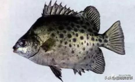 本港海鲜和外港区别 2026年本港海鲜和外港区别大吗