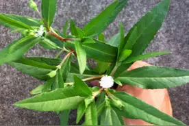 田野一种“野草”，爱开小白花，手一碰就变黑，却是民间珍贵草药图片