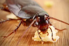 一脚踩死蟑螂，爆浆比活着的蟑螂更恐怖，为何蟑螂生命力如此强？图片