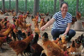 高温天气，养鸡人要牢记这十大解暑良方，第8条急救办法必学图片