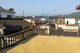 文化农民说“晒谷”图片