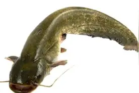 很难钓到野生大鲶鱼？那是你真不了解鲶鱼图片