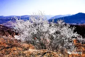 快看，延安已花开成海……图片