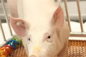 全球首例！猪肾脏移植人体后三天没排异，算是初步成功了图片