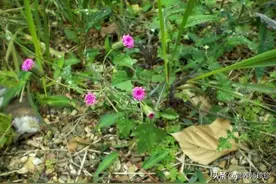 农村常见的野草，用来泡水有奇效，咳嗽、咽喉痛、妇科炎症皆有效图片