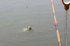 实在想不通，为什么会跑鱼？钓鱼大神教你三招，知道的人不简单图片