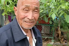 77岁农村老人养1条德牧，卖小狗成抢手货年赚5000元，看长啥样图片